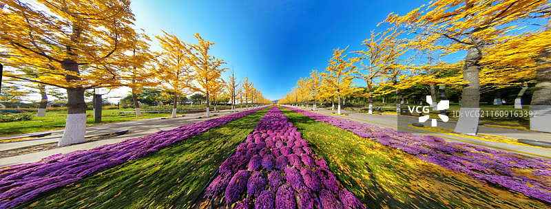太原植物园的秋天，枫叶炽烈，银杏金黄，粉黛梦幻，果实累累，湖光山色与建筑相映，美如画卷。图片素材