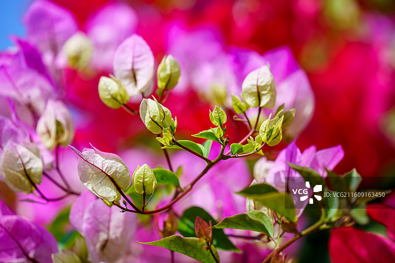 佛山里水种植的粉白三角梅图片素材