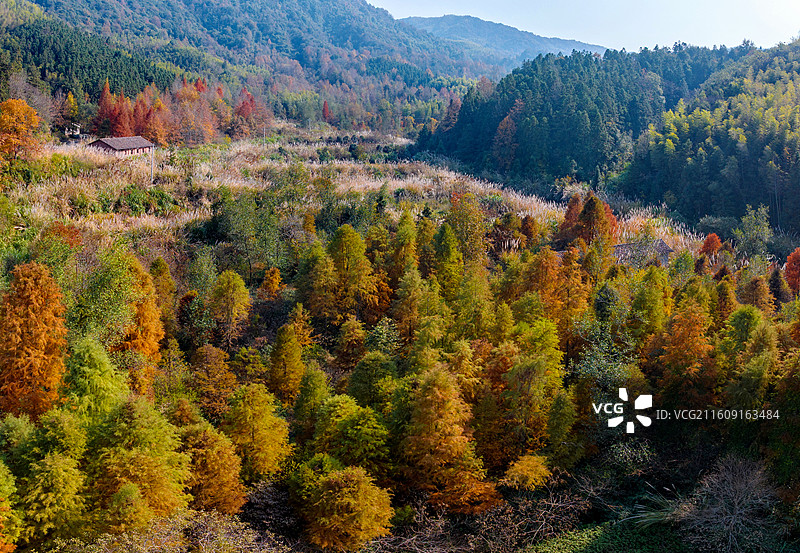 江西省抚州市金溪县山村，和美乡村，树林林木，层林尽染，色彩斑斓，美不胜收。无人机拍摄图片素材