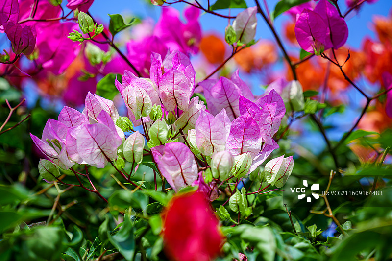 佛山里水种植的粉白三角梅图片素材