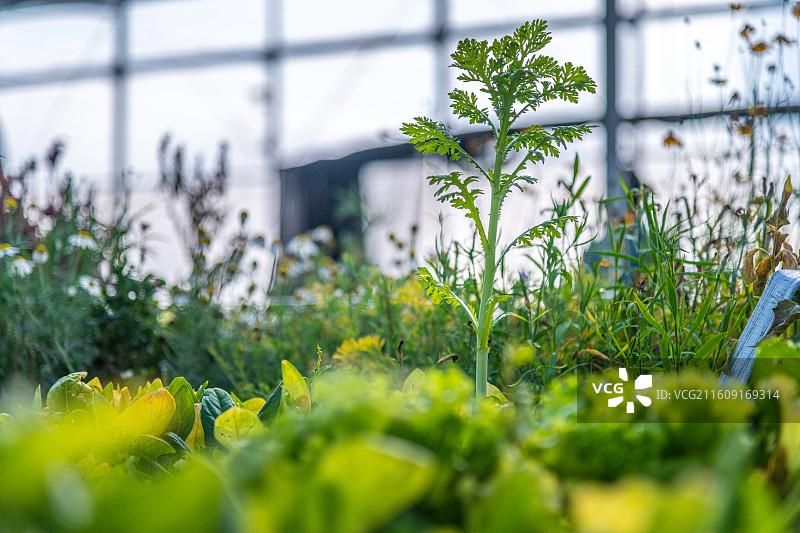 科技温室大棚  育苗工厂  乌鲁木齐图片素材
