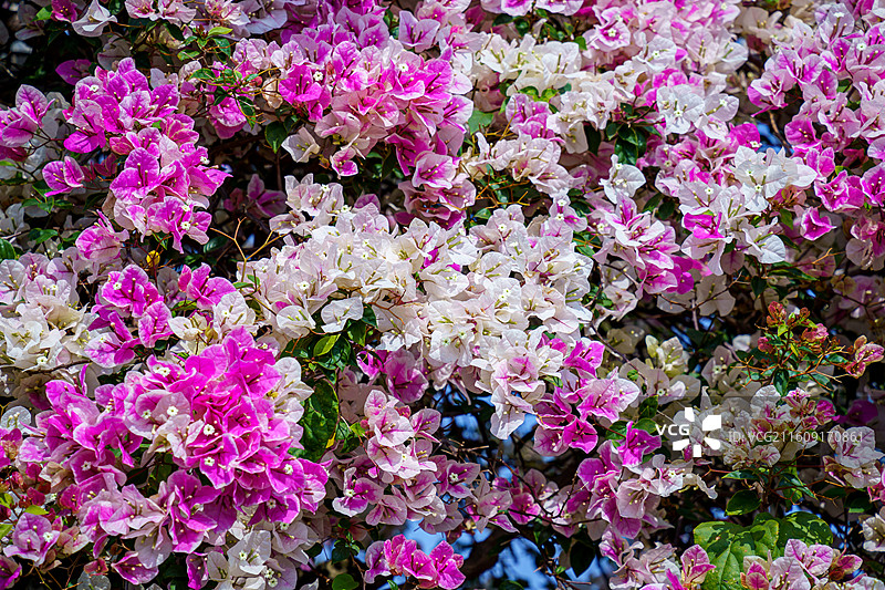 佛山里水种植的粉白三角梅图片素材