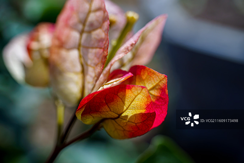 红色橙色混杂的三角梅图片素材