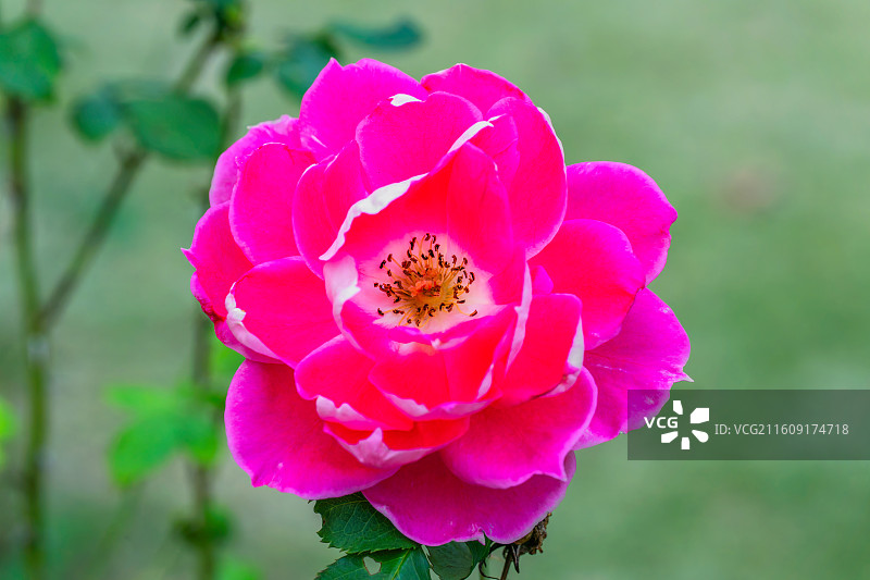 玫红镶白重瓣月季花花头特写图片素材