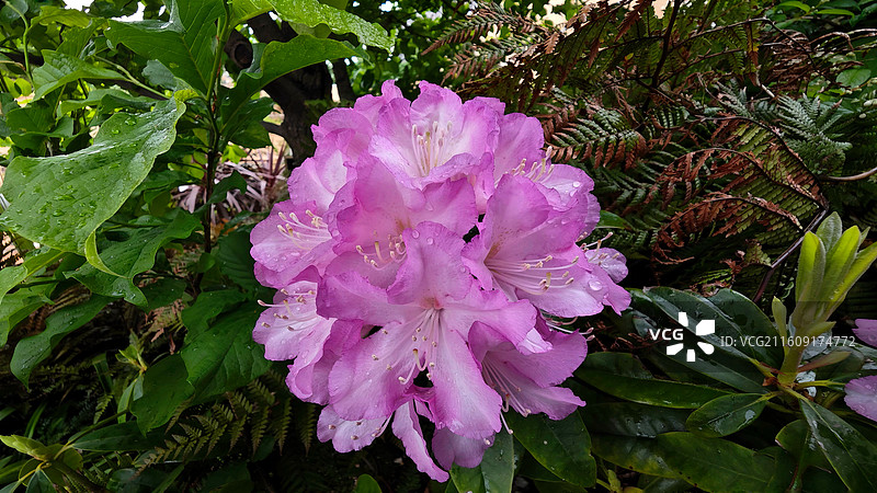 日本大阪难波公园是集购物、办公于一体的综合体，外观如斜坡公园，绿植丰富，设计独特图片素材