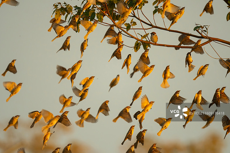 捷足先登图片素材