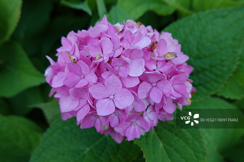 陕西西安博物院荐福寺小雁塔：无尽夏绣球花海图片素材