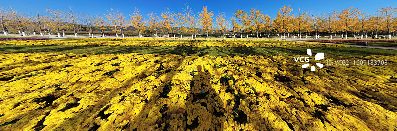 太原植物园的秋天，枫叶炽烈，银杏金黄，粉黛梦幻，果实累累，湖光山色与建筑相映，美如画卷。图片素材