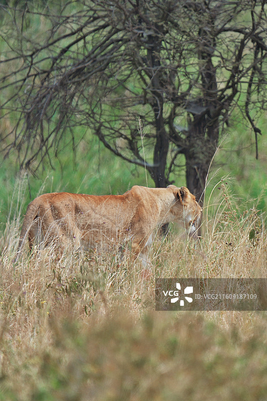 东非大草原，狮子在草地上行走的侧视图图片素材