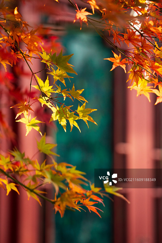 武汉解放公园图片素材