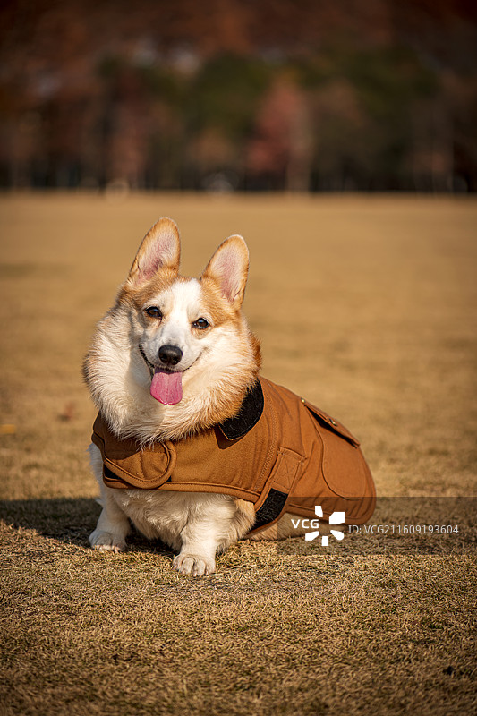 在草地上玩耍的柯基图片素材