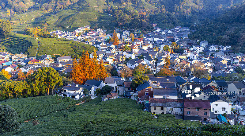 杭州梅家坞村秋色图片素材