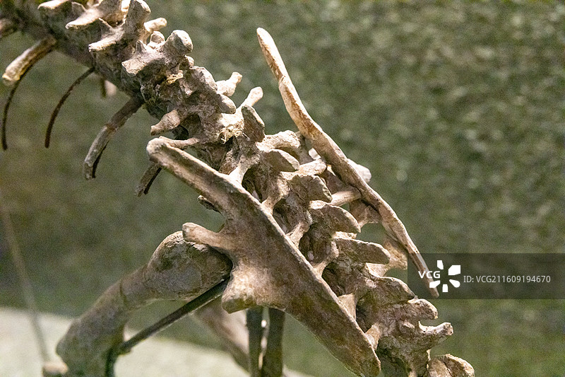 常州博物馆鹦鹉嘴龙  产地:辽宁时代:白垩纪(距今约13亿年)图片素材