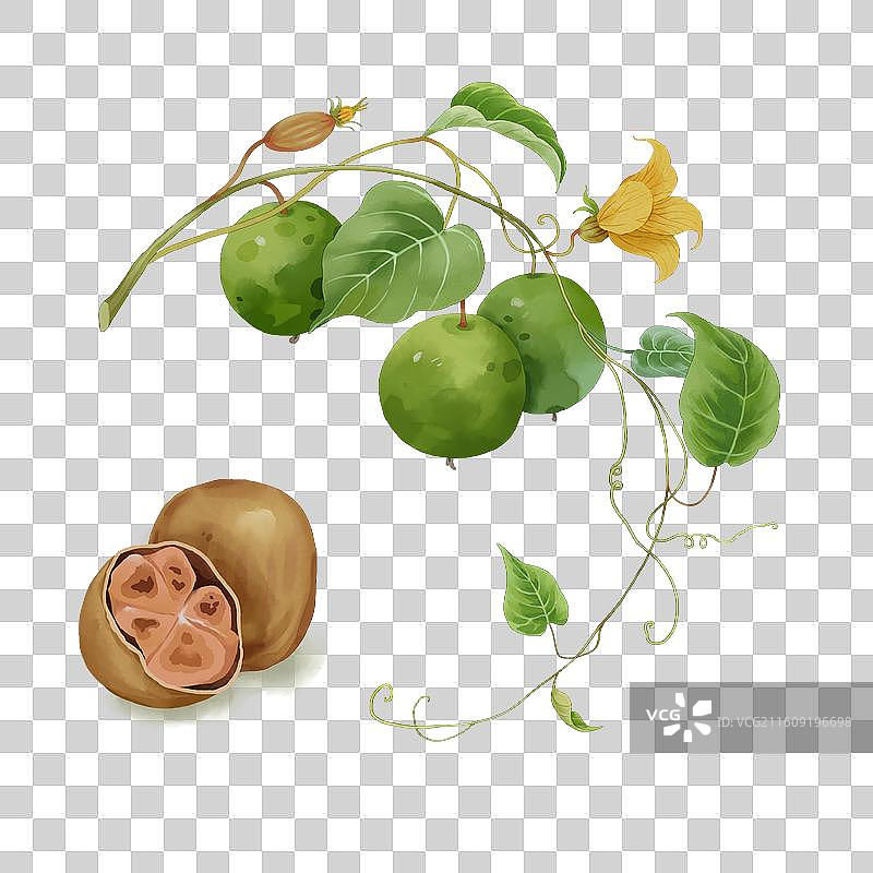 中草药罗汉果元素图片素材