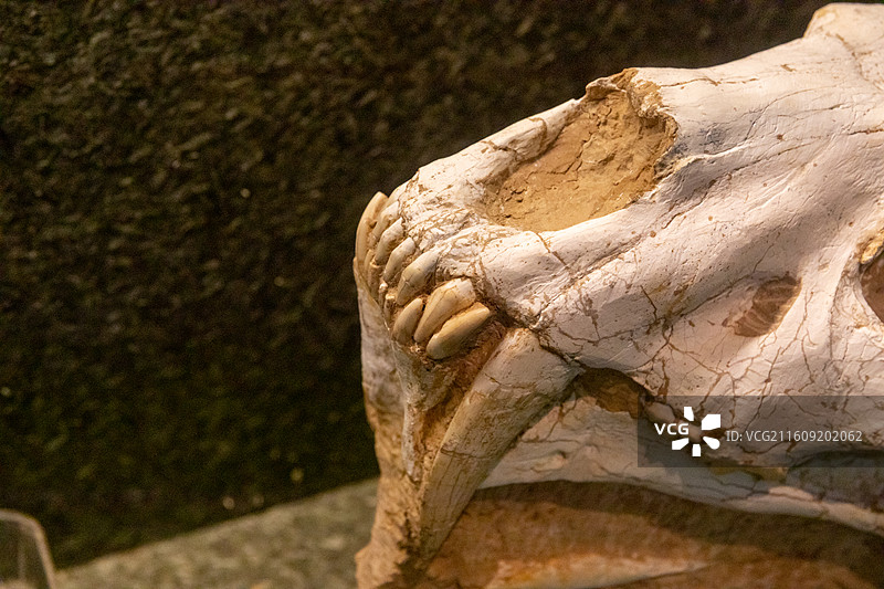 常州博物馆似剑齿虎  产地:甘肃 时代:新近纪(距今约1000余万年)图片素材