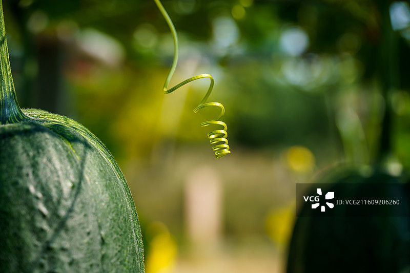 佛山市农科所图片素材