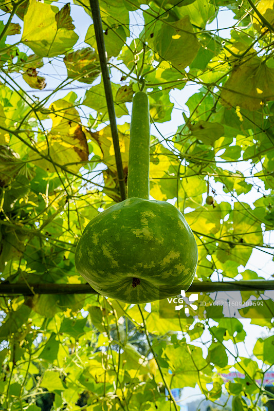 佛山市农科所种植的长柄葫芦图片素材