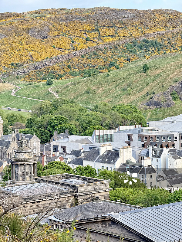 金黄色的金雀花如金色地毯般铺在爱丁堡亚瑟王座山脉上图片素材