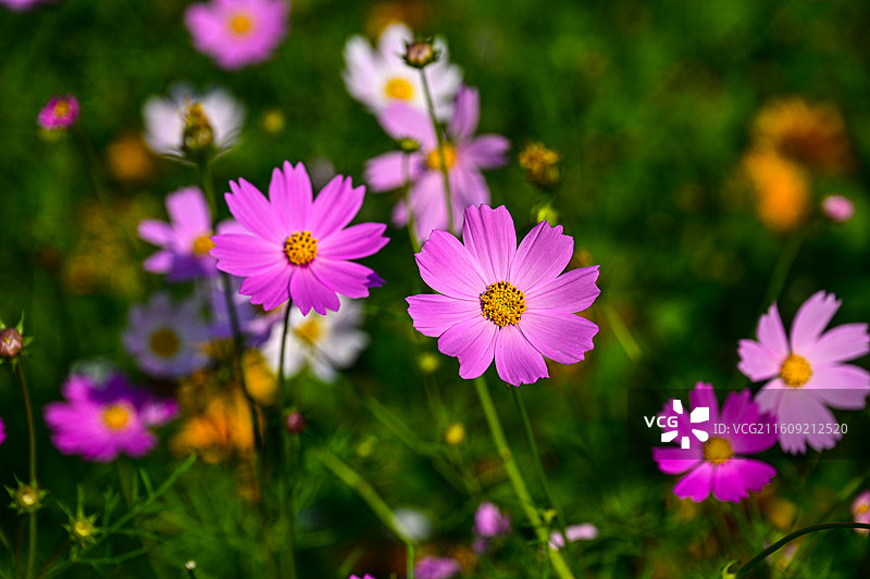 深圳东湖公园2025年菊花展花海景观图片素材
