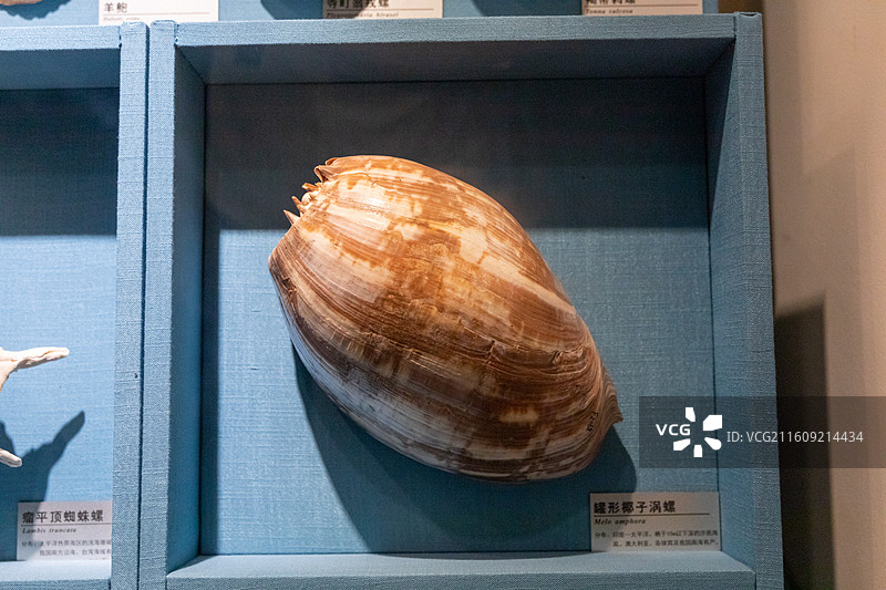 常州博物馆罐形椰子涡螺图片素材
