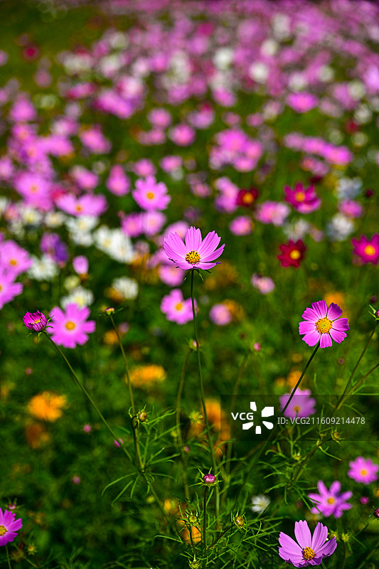 深圳东湖公园2025年菊花展花海景观图片素材