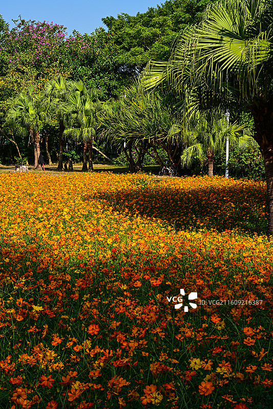 深圳东湖公园2025年菊花展花海自然景观图片素材