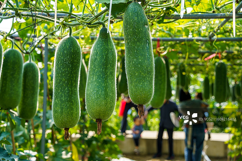 佛山市农科所图片素材