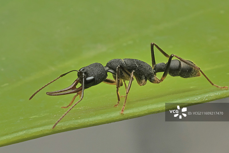 猎镰猛蚁4图片素材
