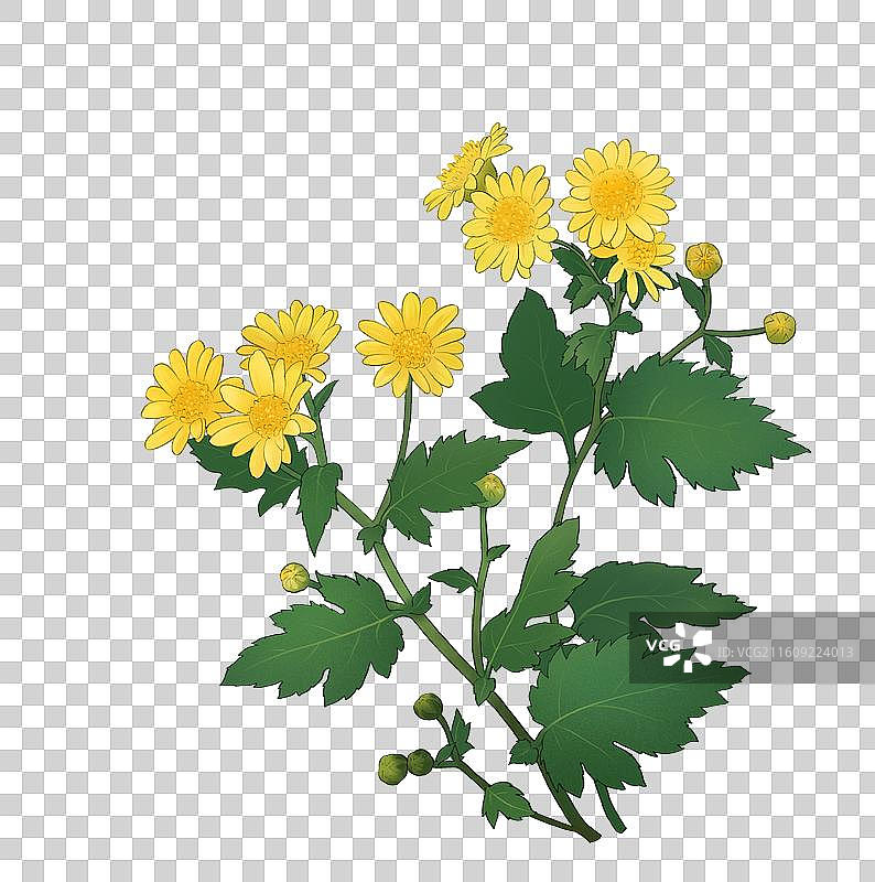 野菊花 油菊图片素材