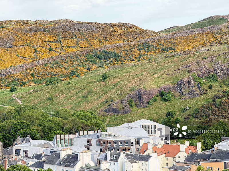 金黄色的金雀花如金色地毯般铺在爱丁堡亚瑟王座山脉上图片素材