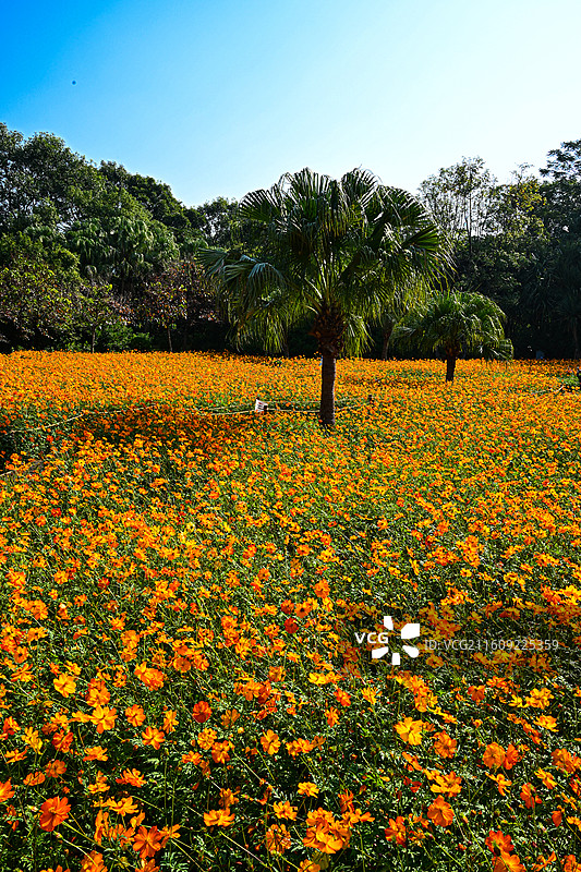 深圳东湖公园2025年菊花展花海自然景观图片素材