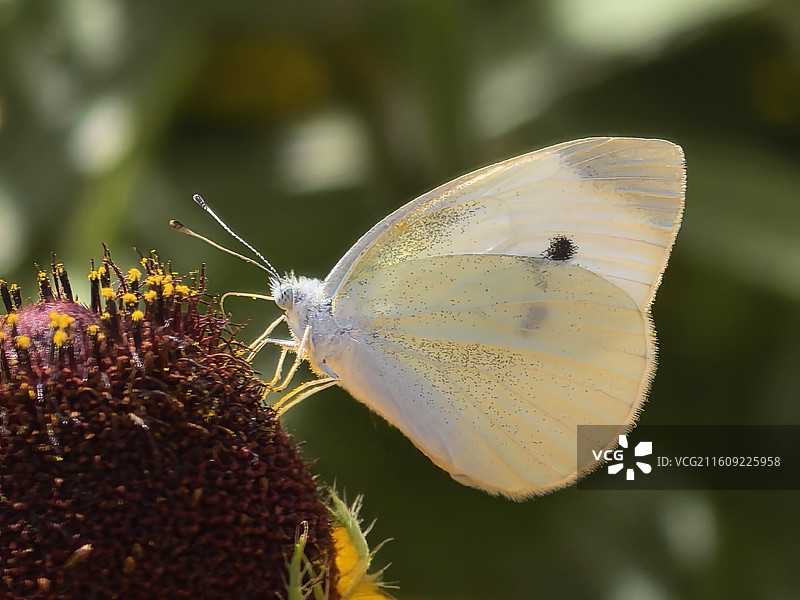 小灰蝶图片素材