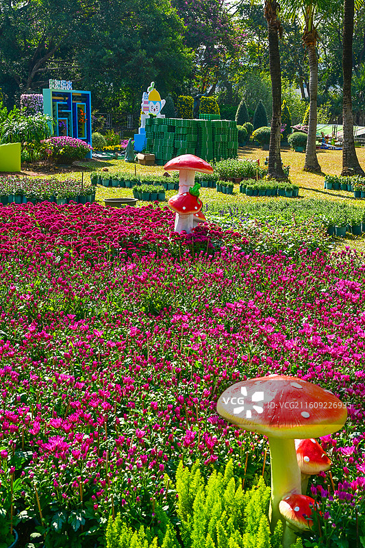 深圳东湖公园2025年菊花展花海景观图片素材