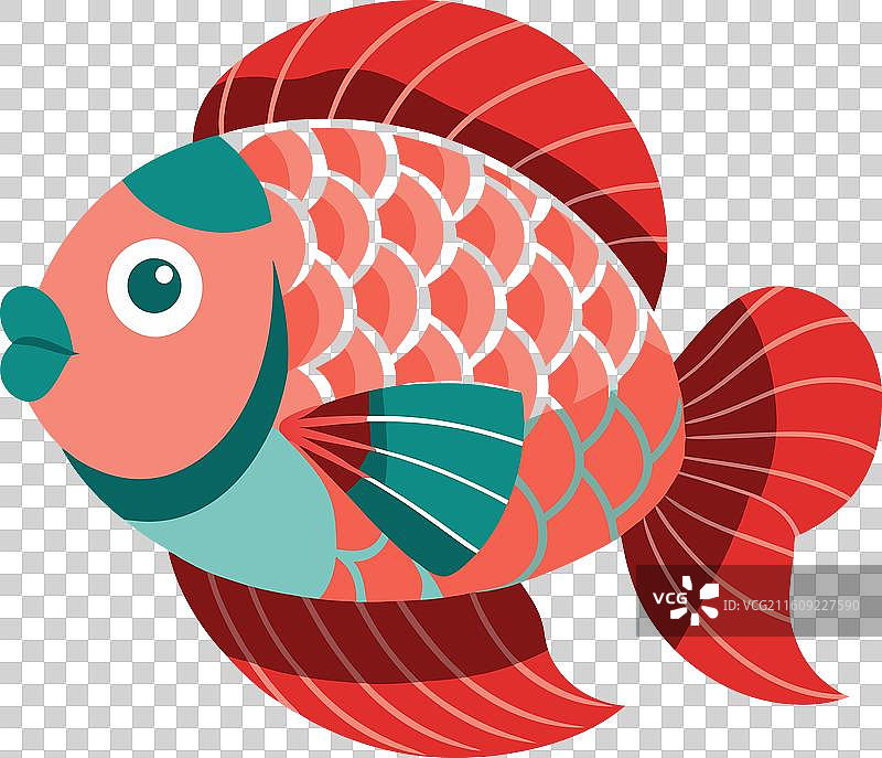 可爱的花罗汉鱼图片素材