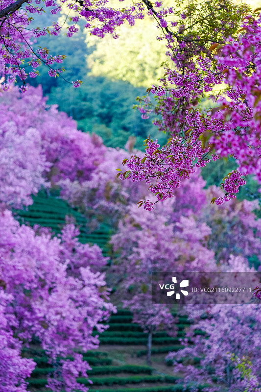 冬日大理无量山樱花谷漫山樱花盛开图片素材