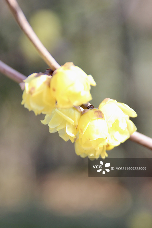 上海真如公园黄色腊梅花特写图片素材