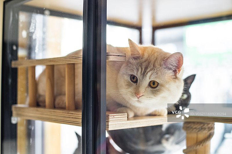 中国健康生活方式拍摄主题，猫咖笼子里一只黄色米色白色黑色的猫宠物，室内无人图像摄影图片素材