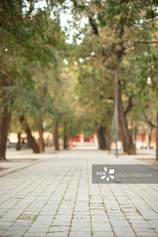 中国山东泰安著名景点泰山旅行旅游目的地，泰山第一行宫岱庙中式庭院步行道路和柏树，户外白昼无人图像摄影图片素材