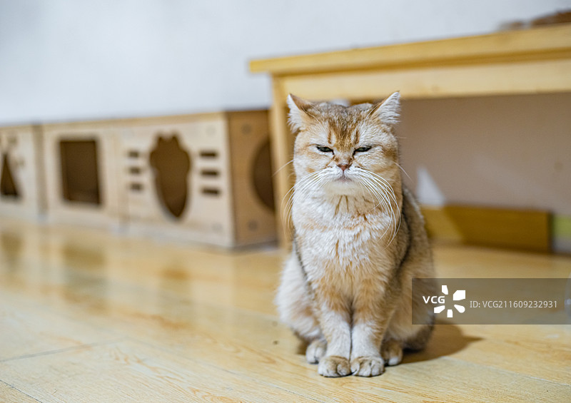 中国健康生活方式拍摄主题，猫咖一只黄色米色白色金渐层短毛猫坐在木制地板上看镜头，室内无人图像摄影图片素材