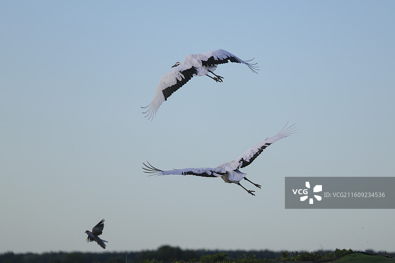 齐齐哈尔扎龙湿地丹顶鹤飞翔嬉戏走路鸣叫等组图图片素材
