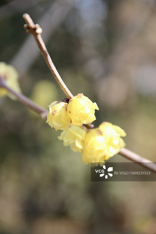 上海真如公园黄色腊梅花特写图片素材