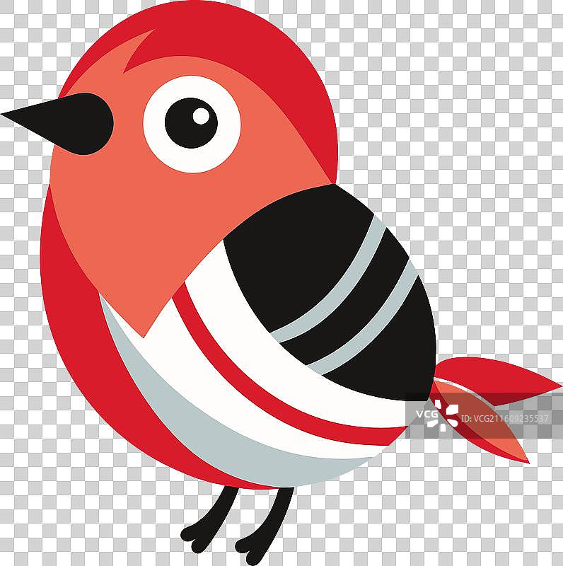 可爱的食蜜鸟在睡觉图片素材