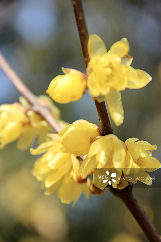 上海真如公园黄色腊梅花特写图片素材