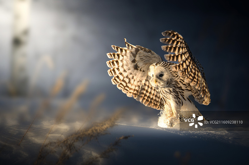 犹抱琵琶半遮面图片素材