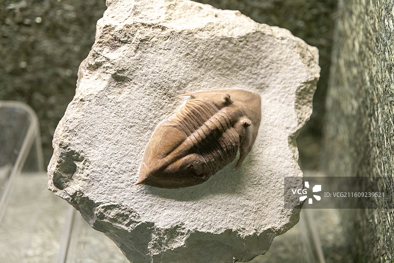 常州博物馆巨栉虫 产地:俄罗斯时代:奥陶纪(距今约4.3亿年)图片素材