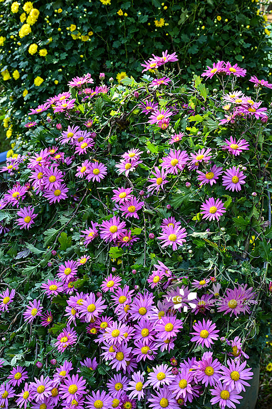 深圳东湖公园2025年菊花展花海景观图片素材