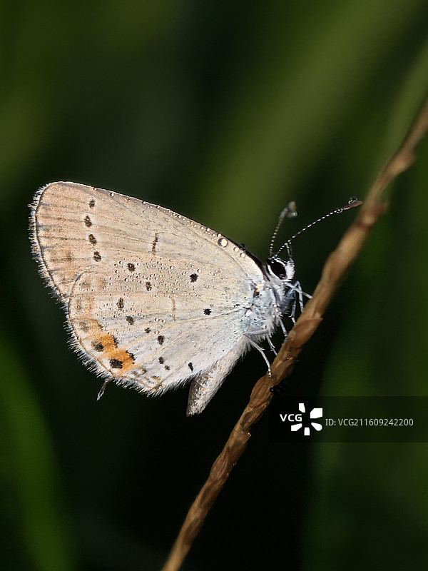 雨后小蝶图片素材