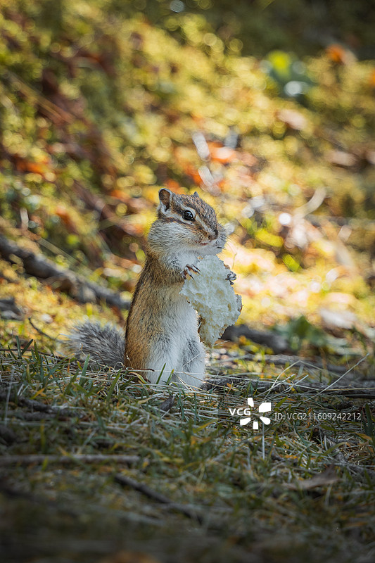 喀纳斯林中花鼠图片素材