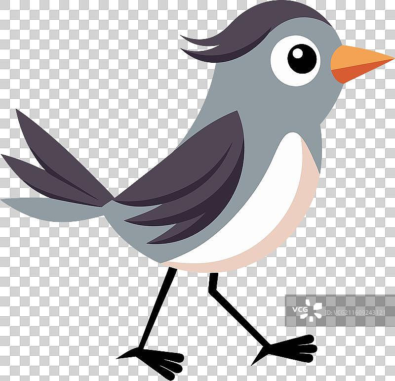 可爱的小鹪鹩在行走图片素材