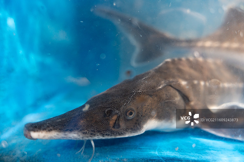 亚洲超市水产区水池内待售的尖吻鲟特写图片素材